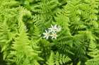 Castroville-Texas-USA-Ferns in the Texas Hill Country Art Print